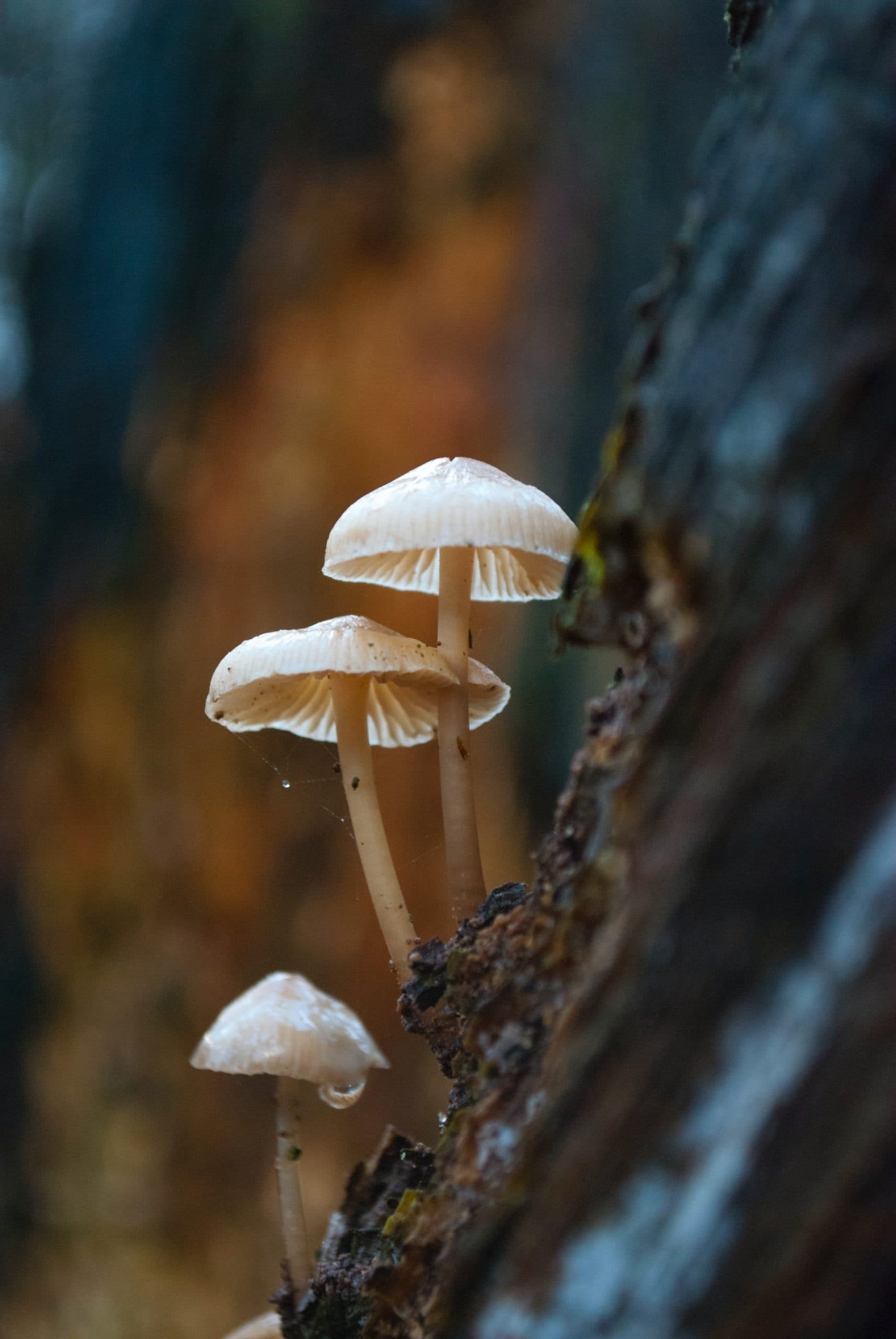 Significance of Psilocybe Spores: Can They Make You High?
